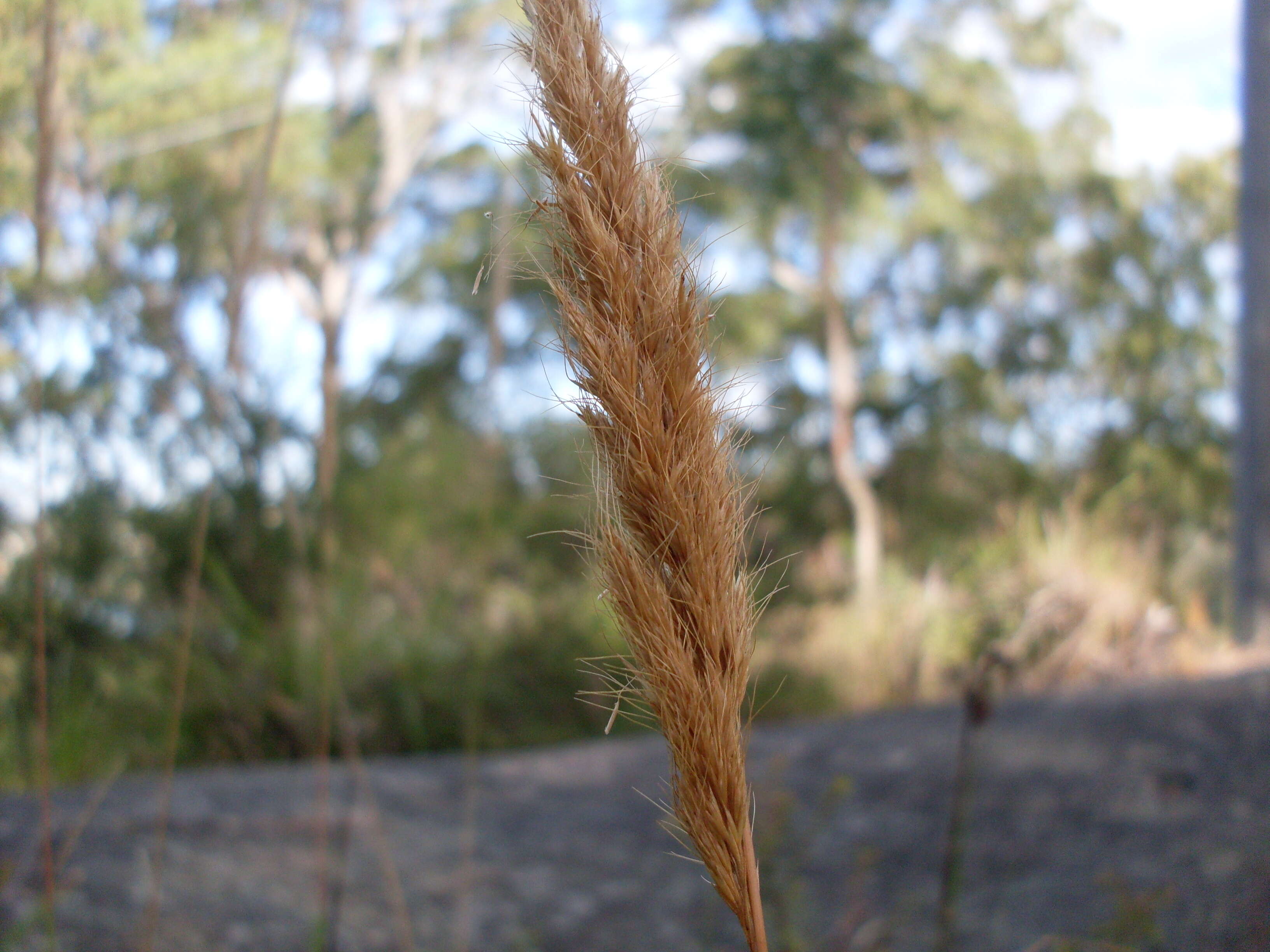 صورة Dichelachne micrantha (Cav.) Domin