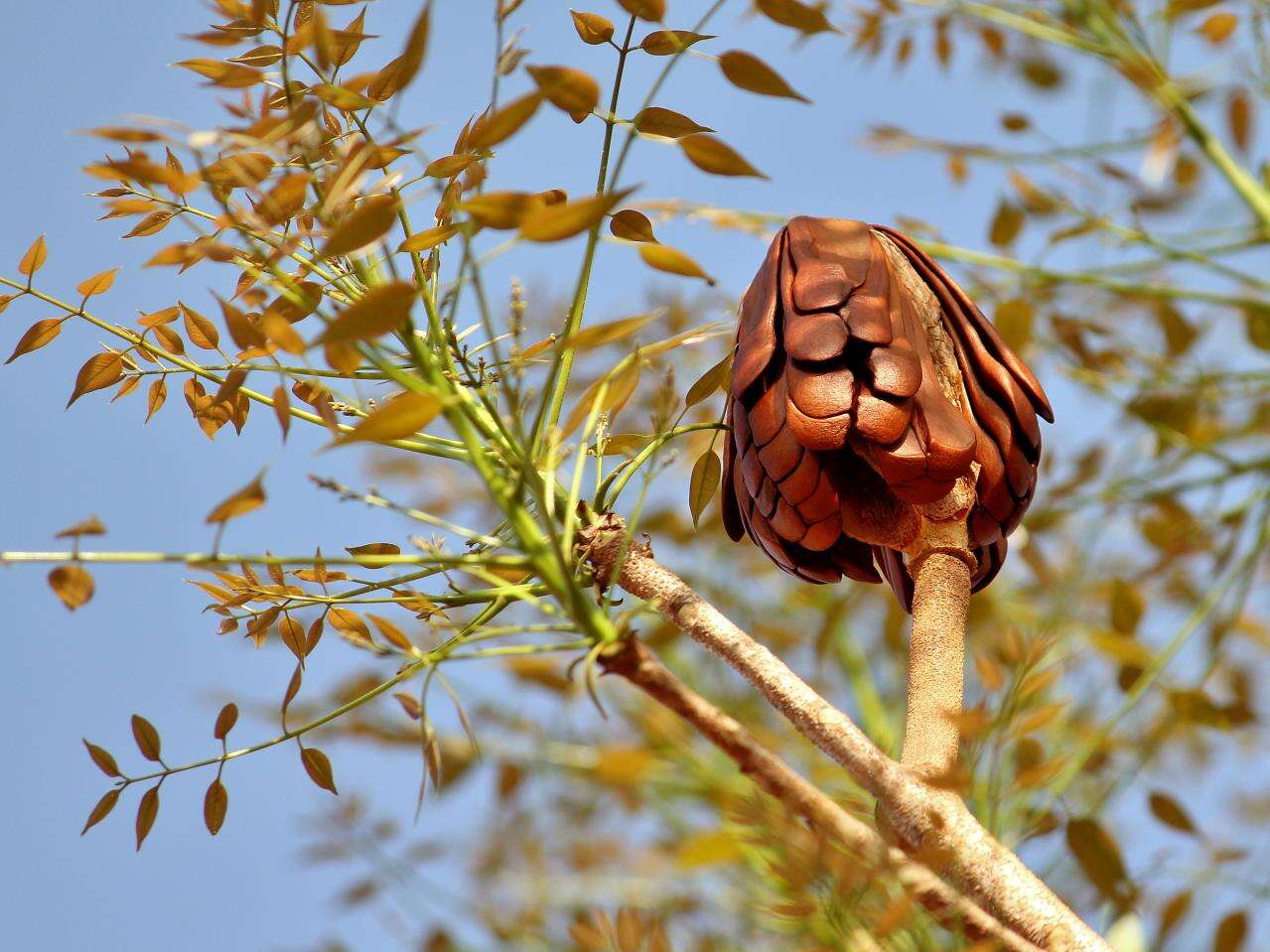 Imagem de Swietenia macrophylla G. King