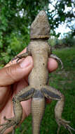 Image of Peters' Lava Lizard