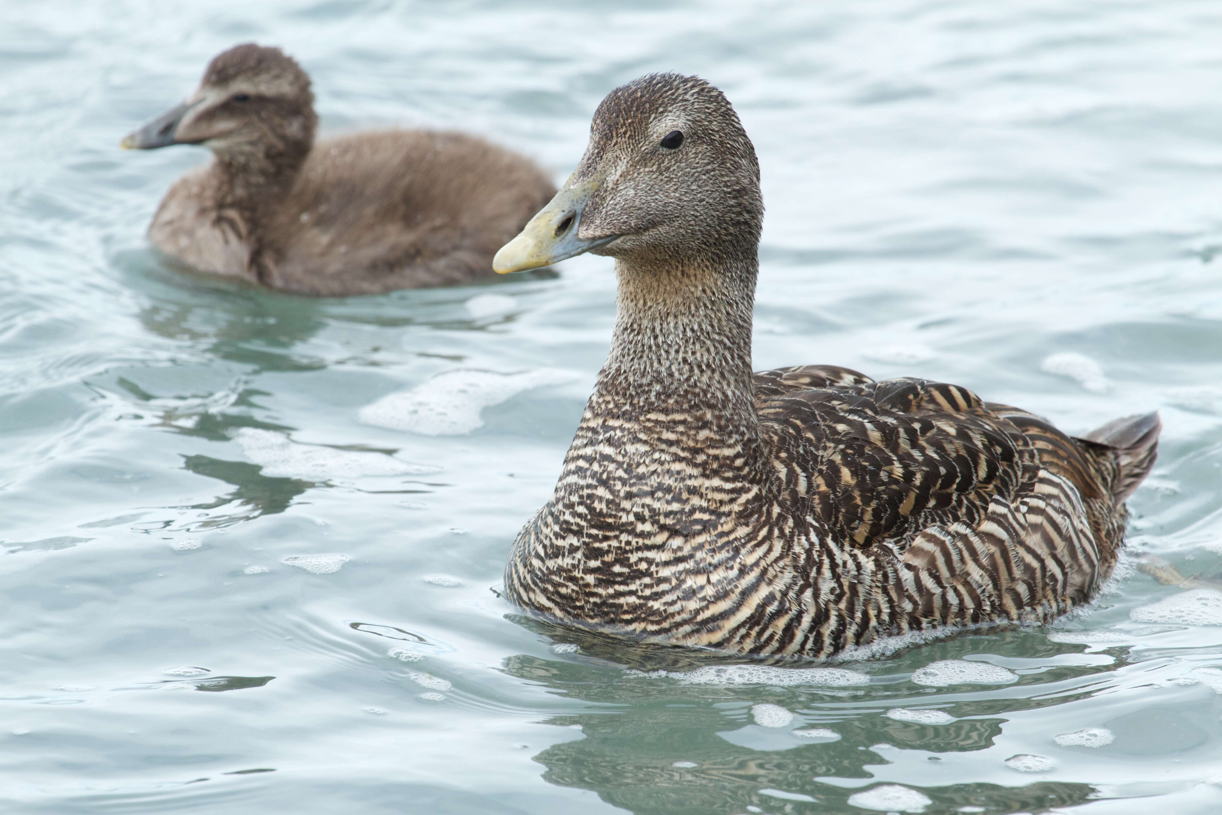 Image of Eider