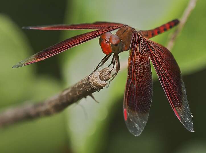 Image of Black Stream Glider