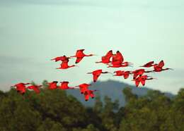 Image of Scarlet Ibis