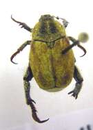 Image of Monkey Beetles