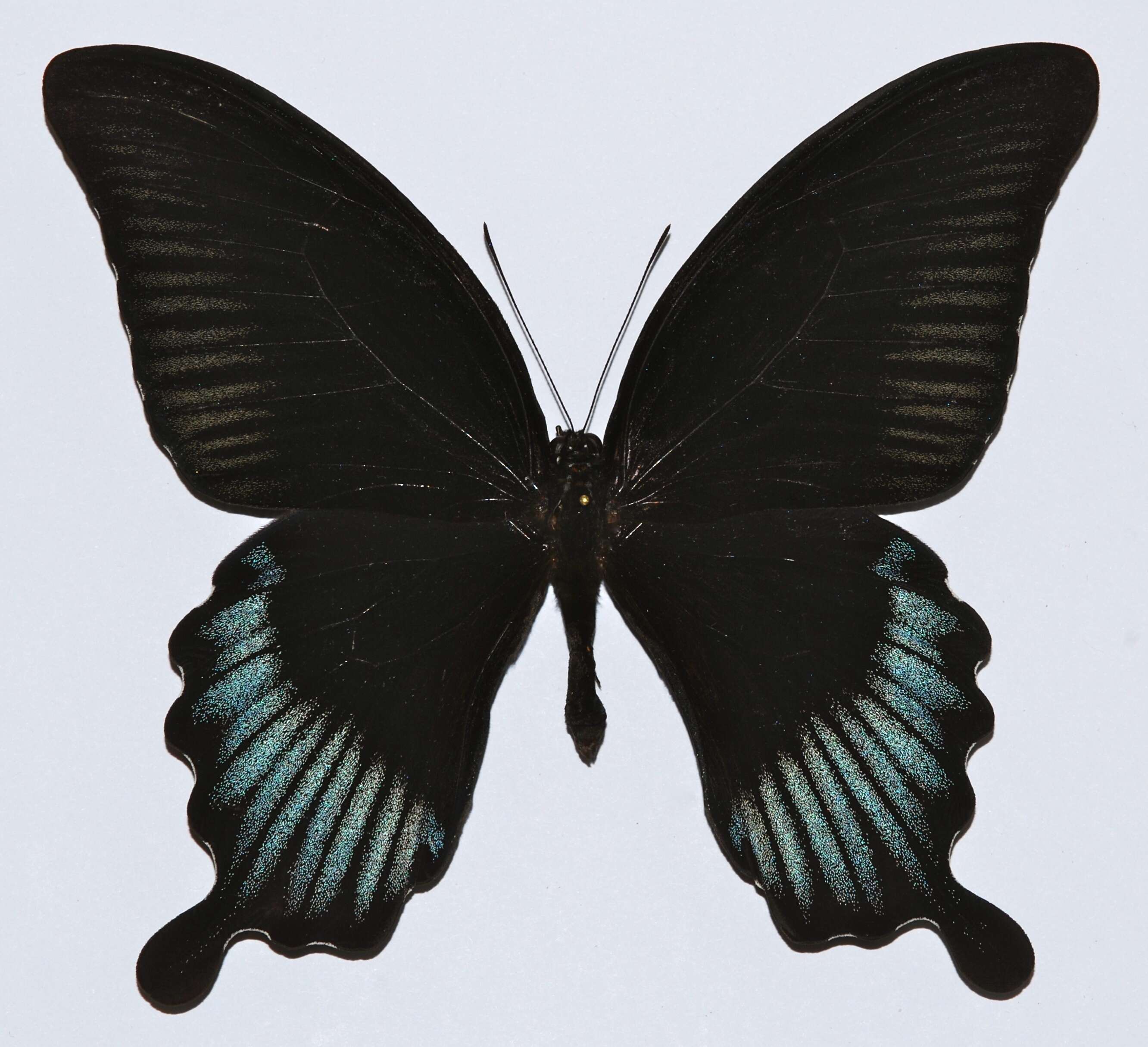 Image of Papilio lowii Druce 1873