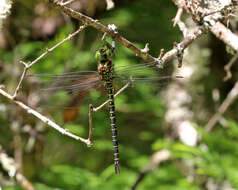 Image of Regal Darner