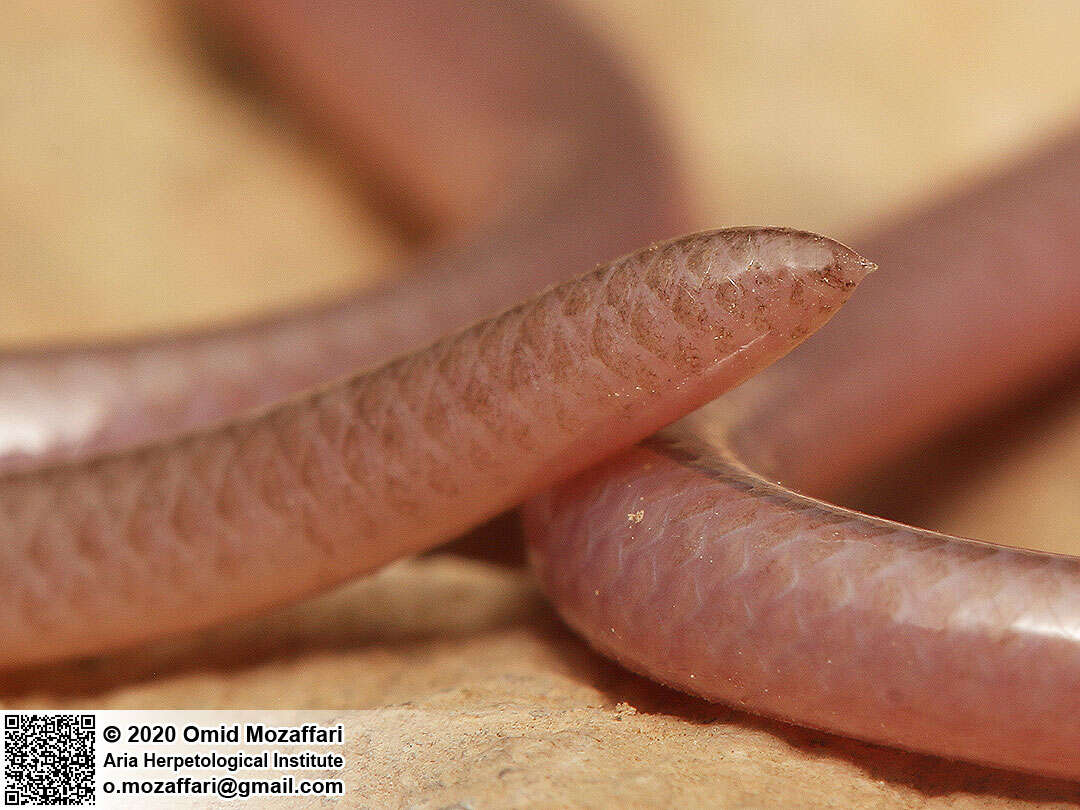 Image of Phillips' Blind Snake