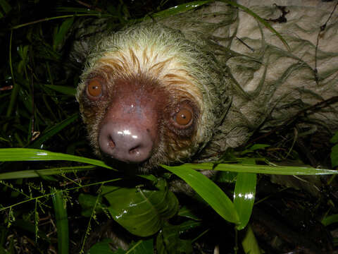 Image of two-toed sloths