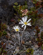 Image of Celmisia laricifolia Hook. fil.