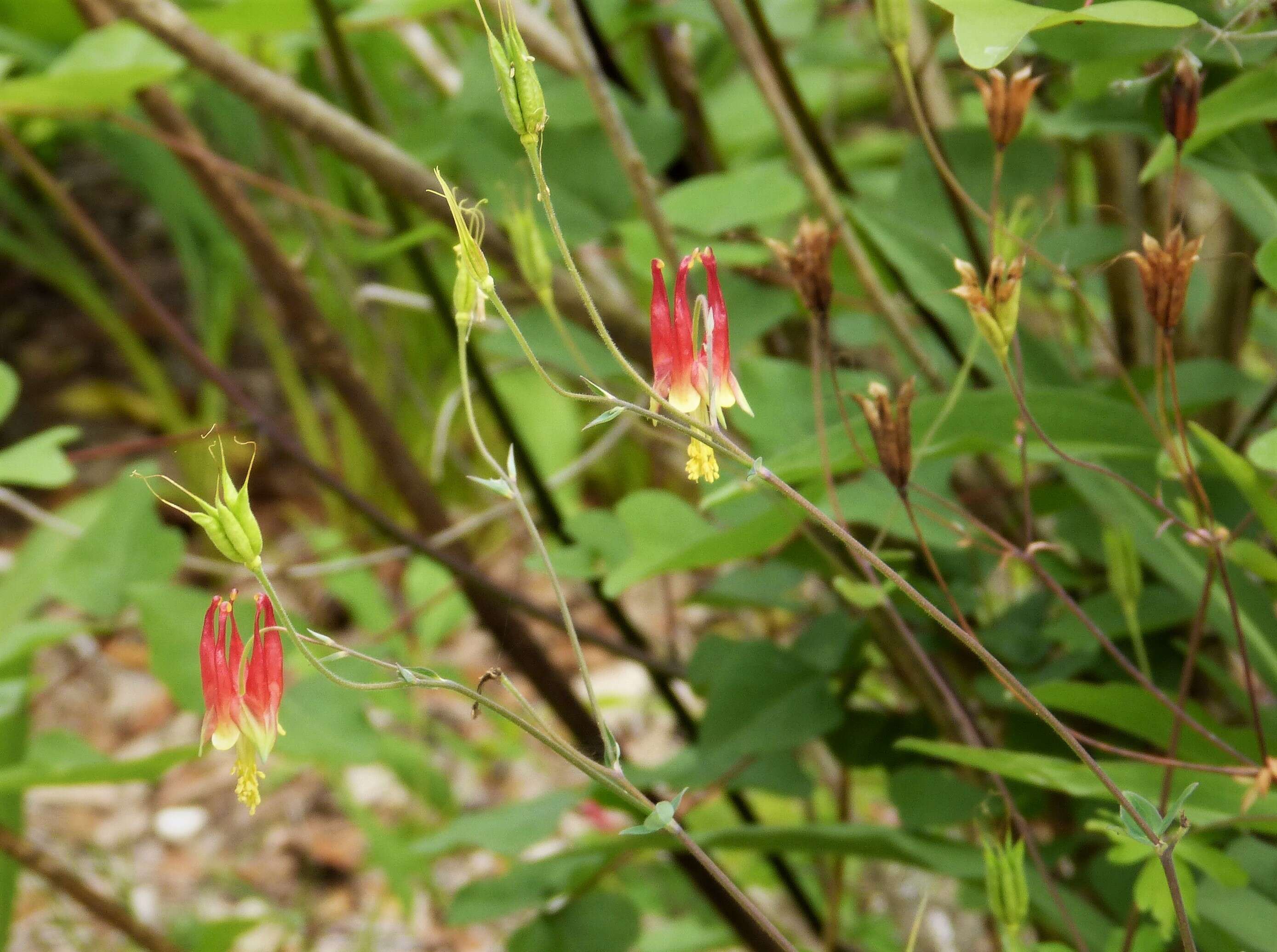 Image of columbine