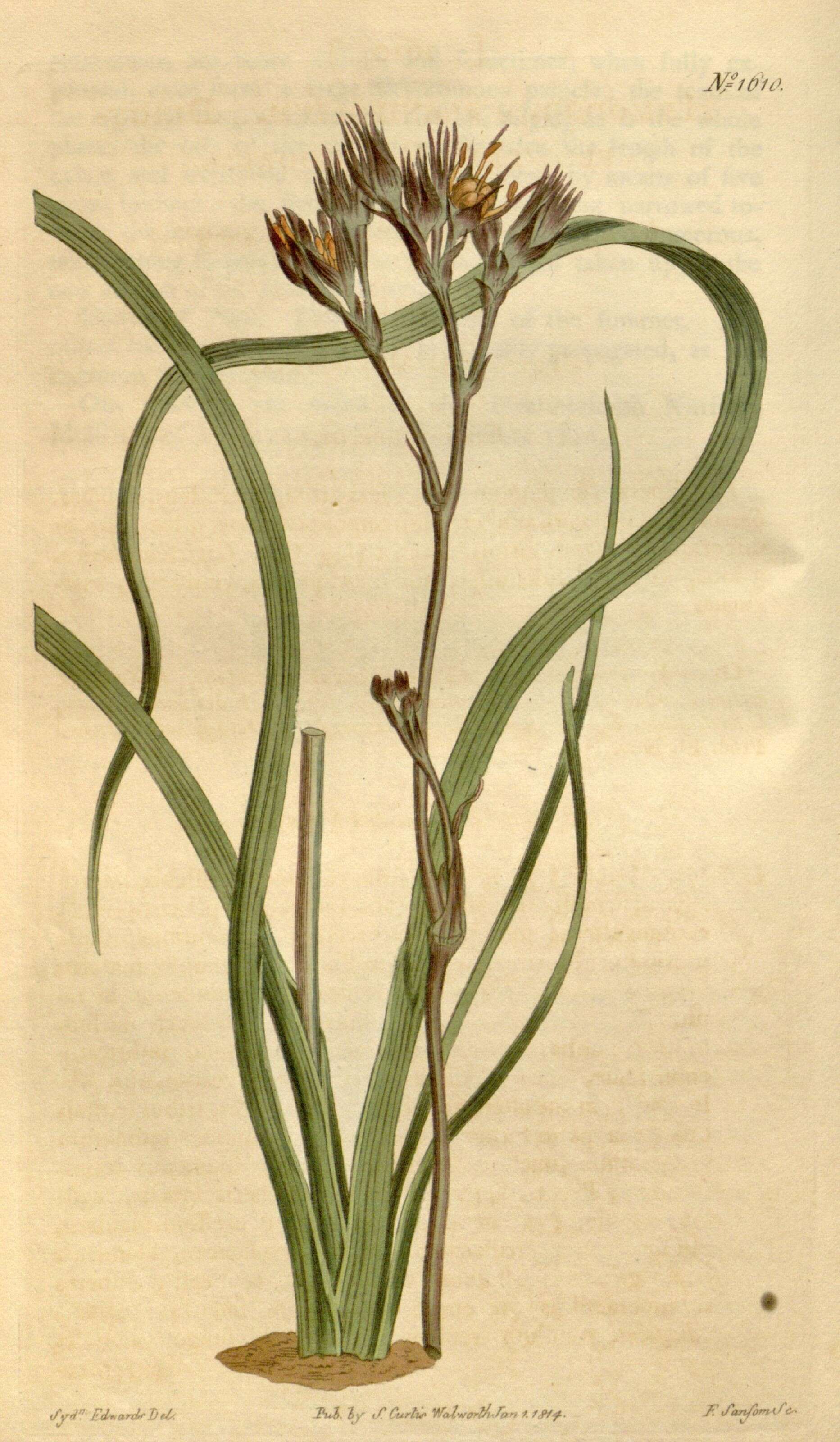 Image of Haemodorum