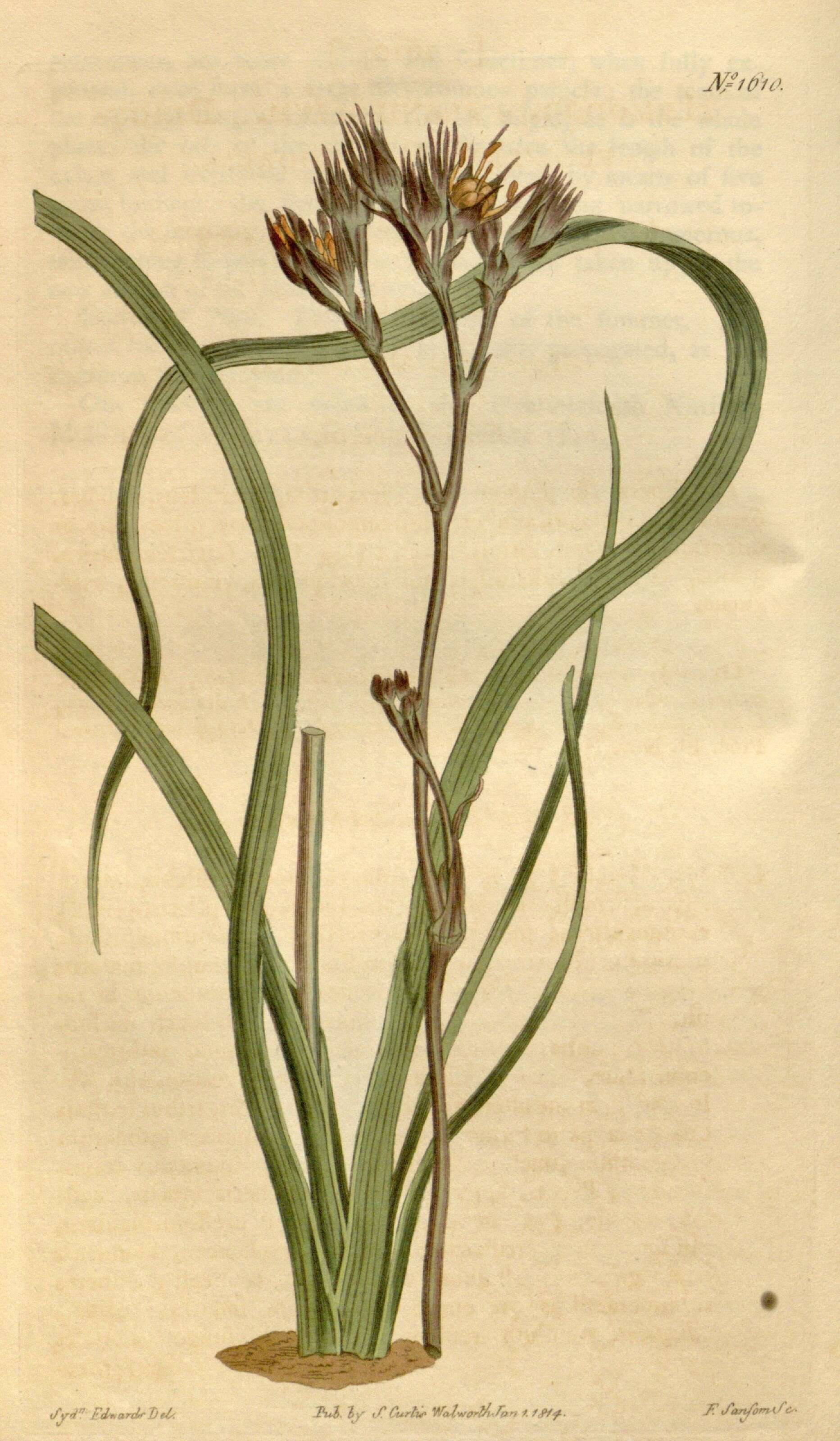 Image of Haemodorum planifolium R. Br.