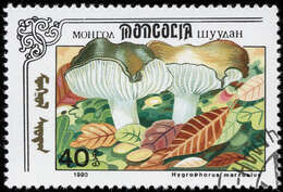 Слика од Hygrophorus marzuolus (Fr.) Bres. 1893