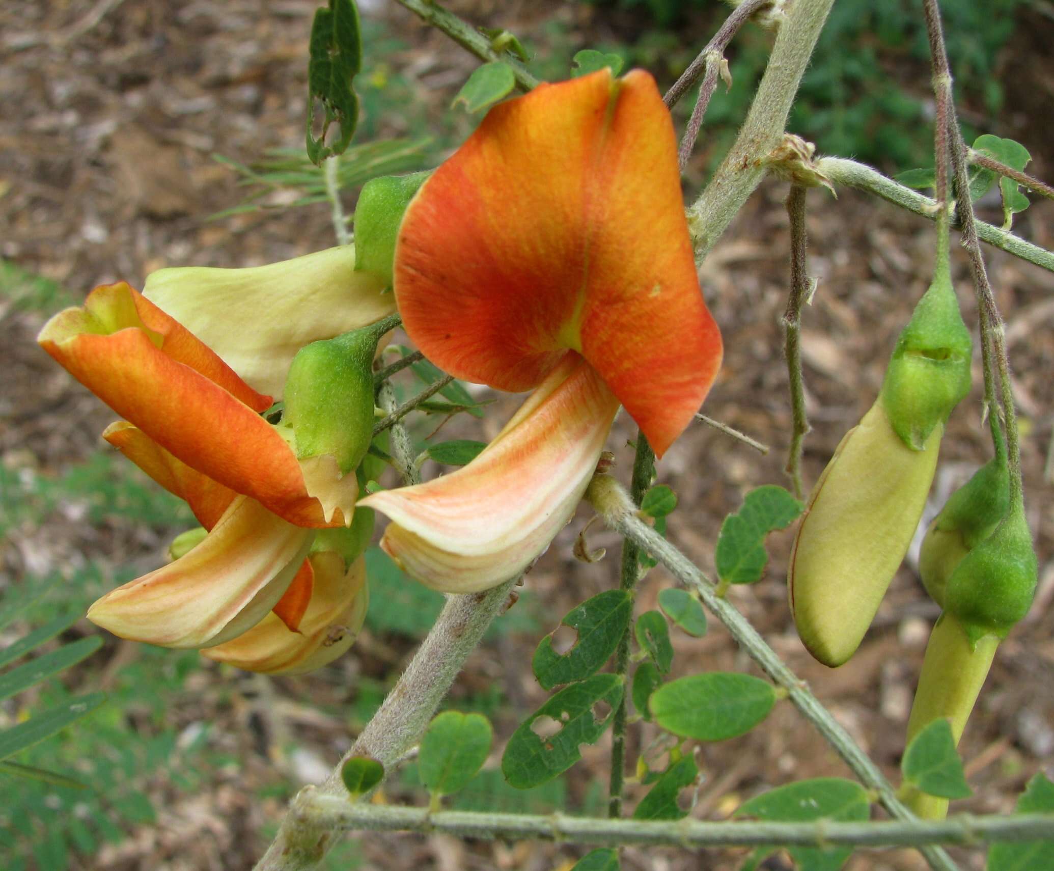 Image of Oahu riverhemp