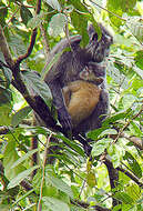 Image of Lutungs or leaf monkeys