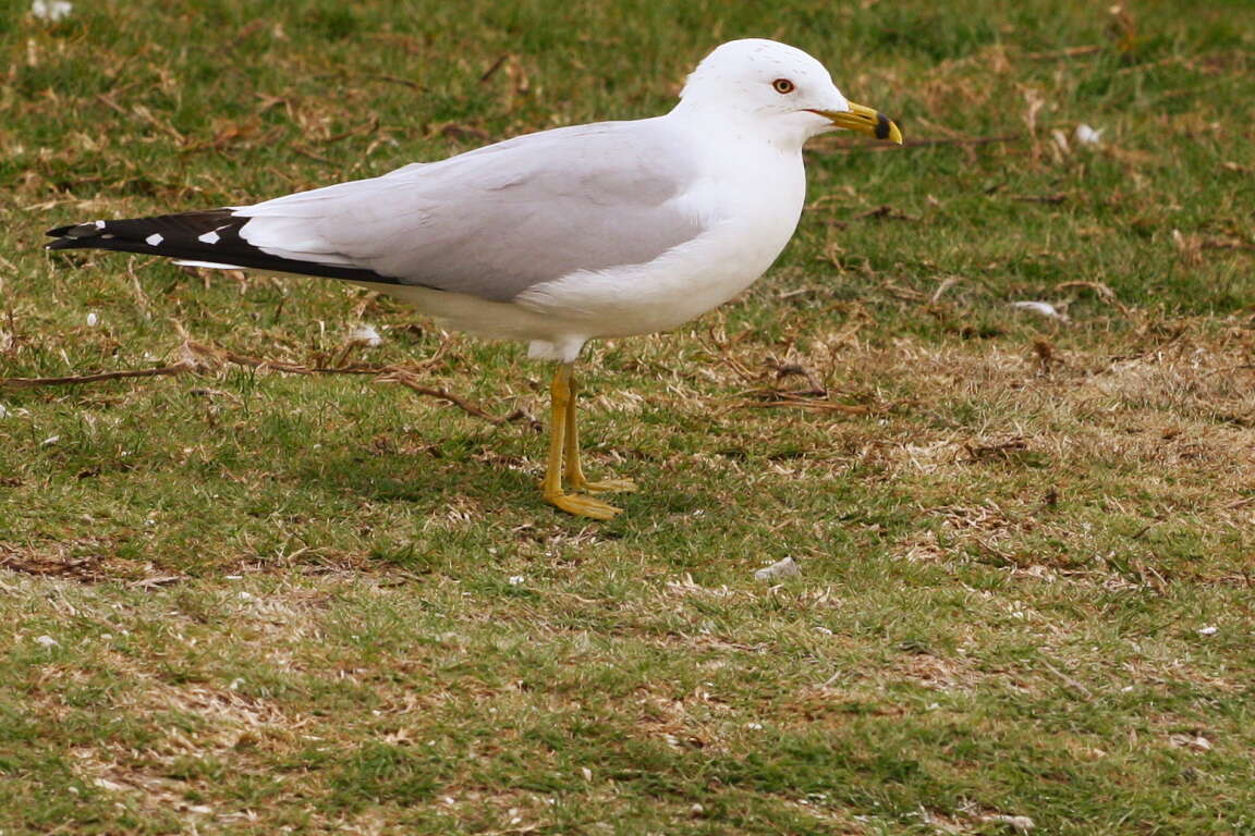 Larus Linnaeus 1758 resmi