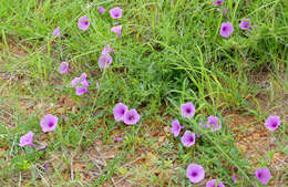 Image of Ipomoea bolusiana Schinz