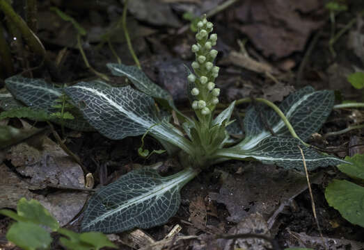 Image of Rattlesnake plantain