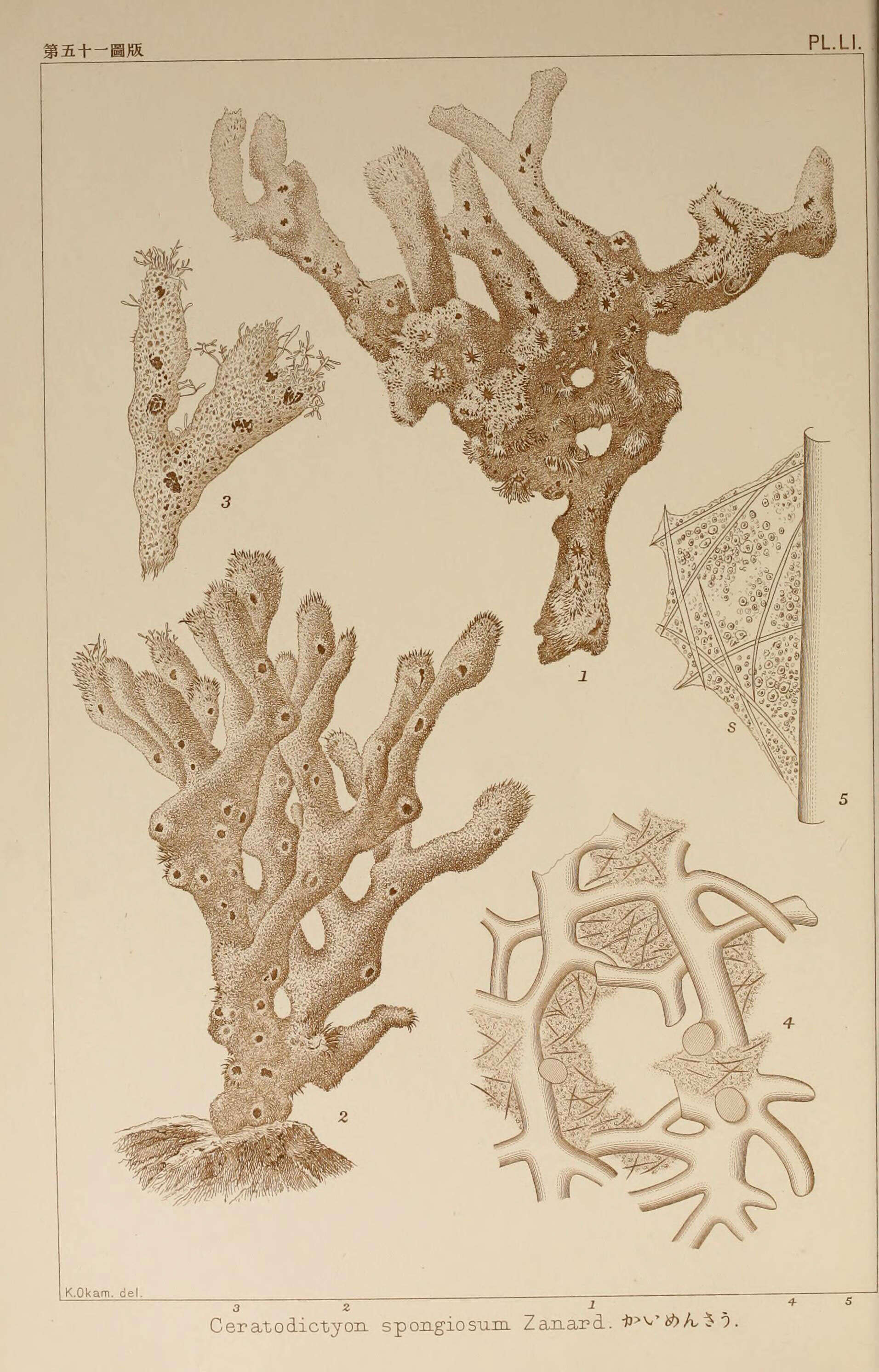 Image of Ceratodictyon Zanardini 1878
