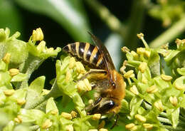 Image of Cellophane bees