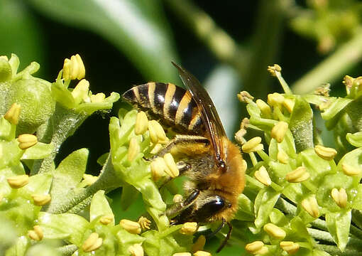 Image of Colletes hederae Schmidt & Westrich 1993