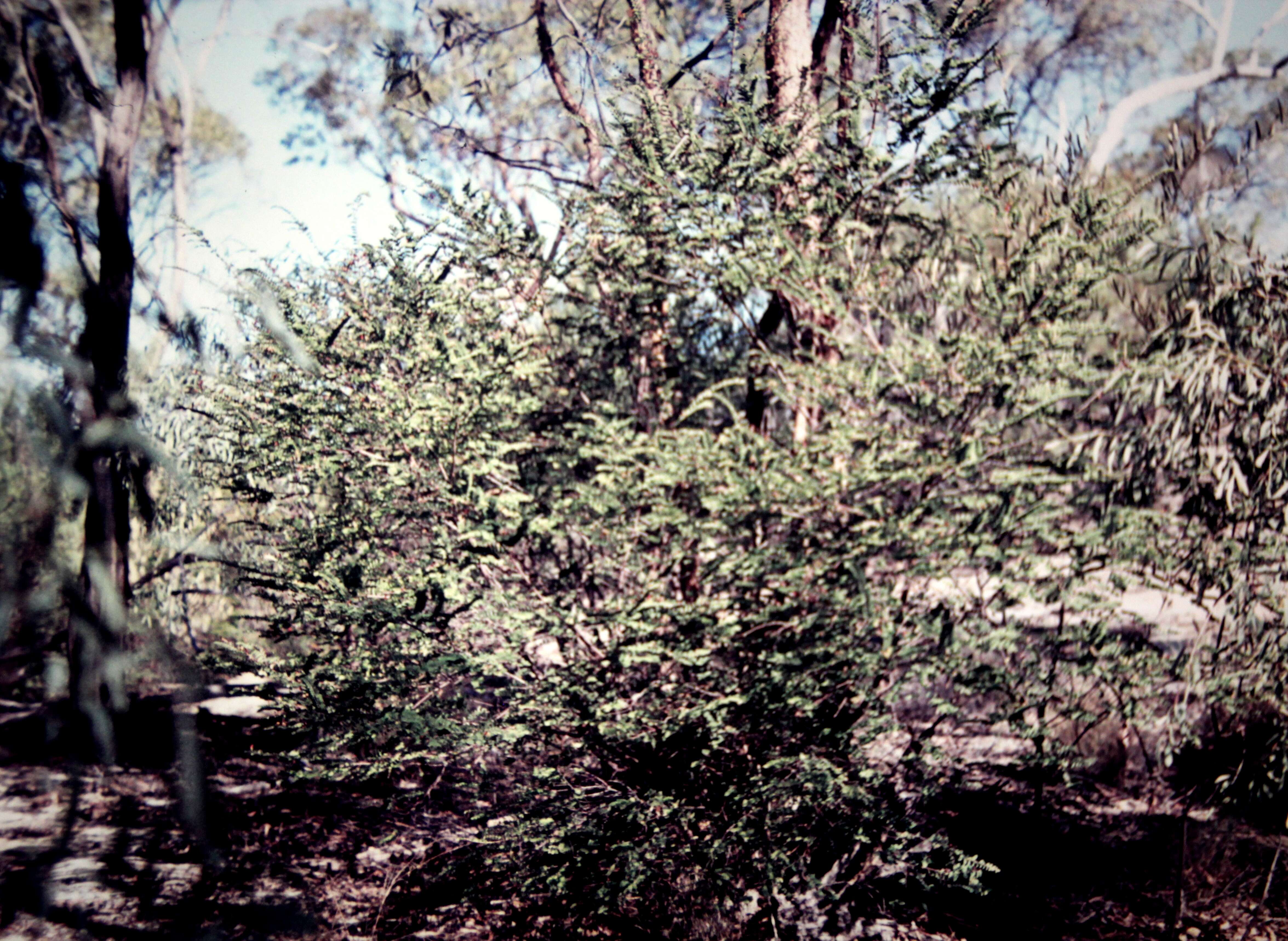 Image of Bossiaea carinalis Benth.