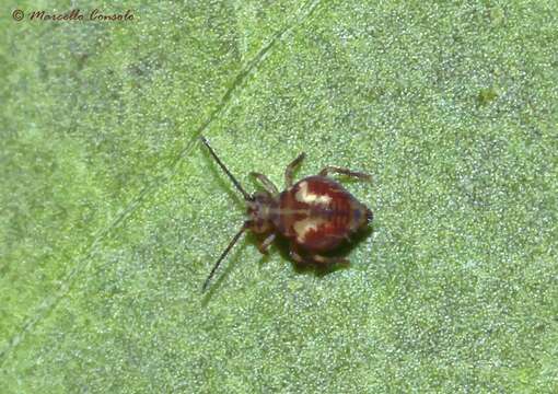 Image of Globular Springtails