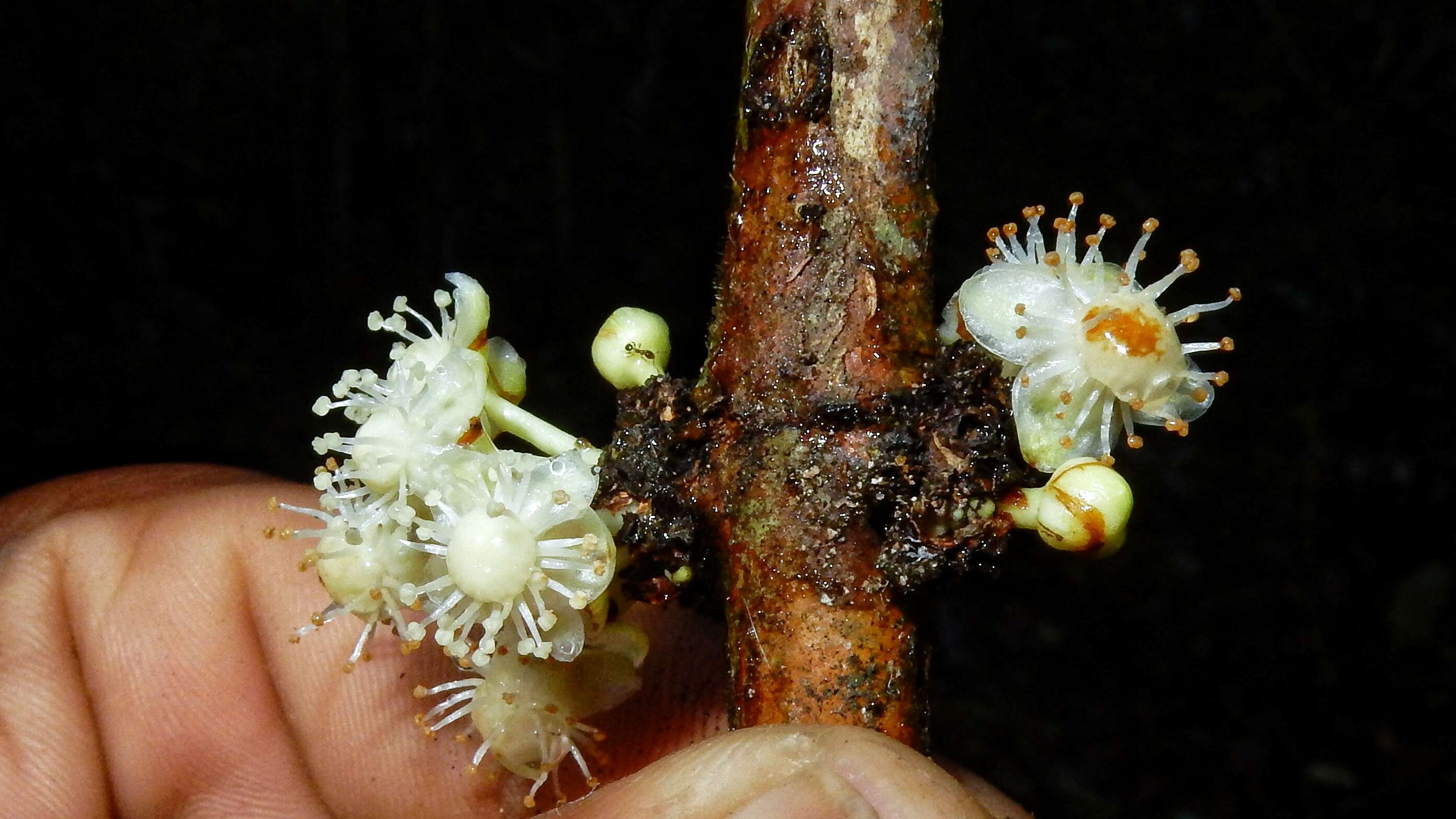 Sivun Garcinia macrophylla Mart. kuva