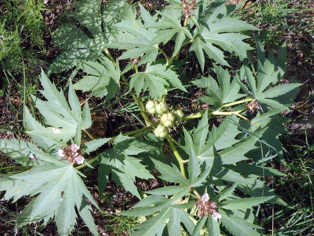 Слика од Jatropha macrorhiza Benth.