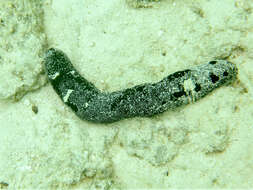 Image of Black sea cucumber