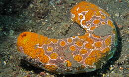 Image of sea cucumbers