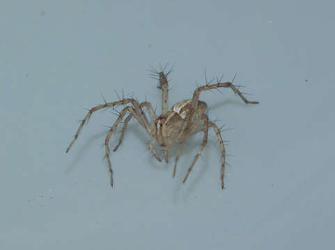 Image of lynx spider