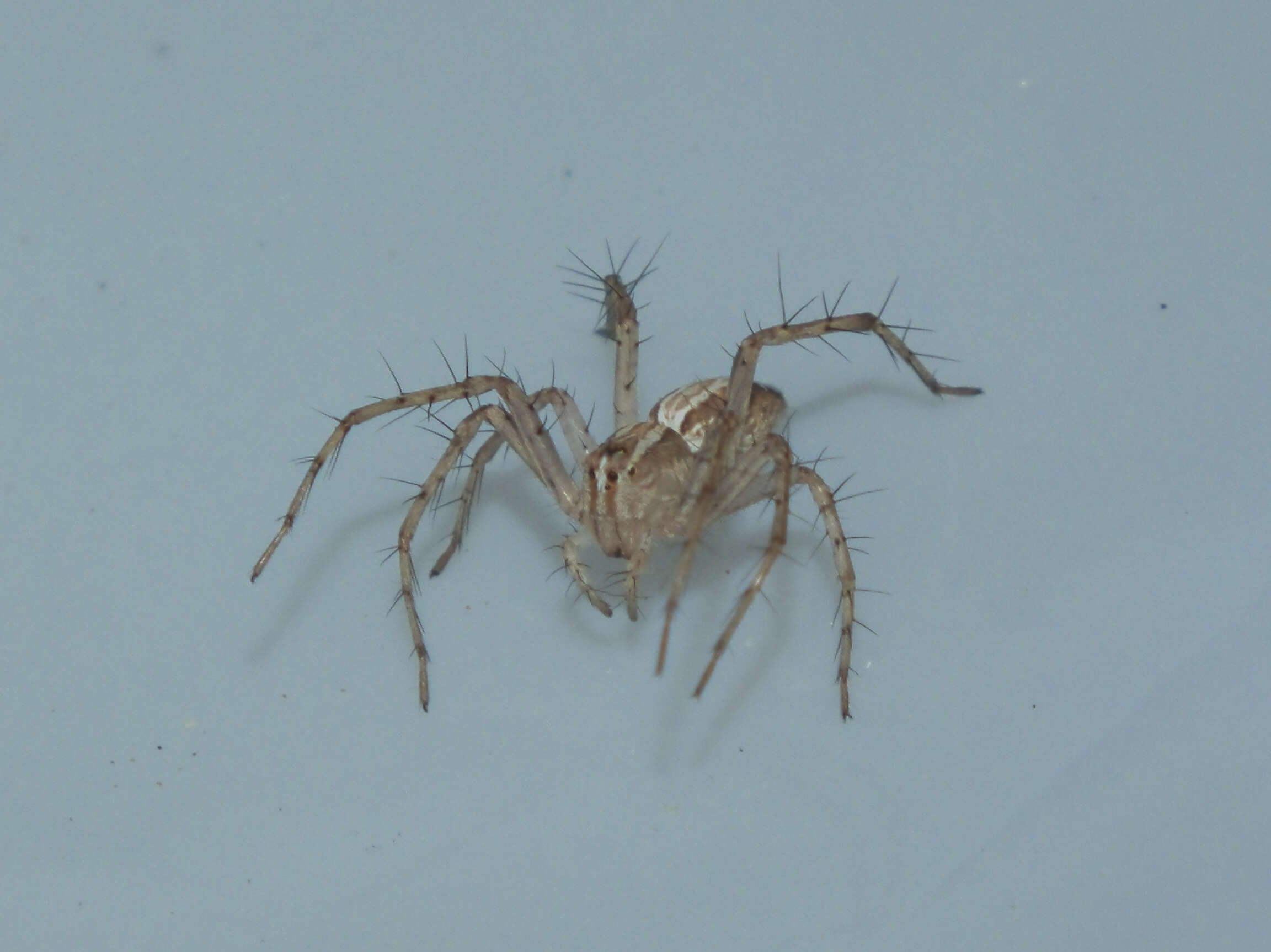 Image of lynx spider