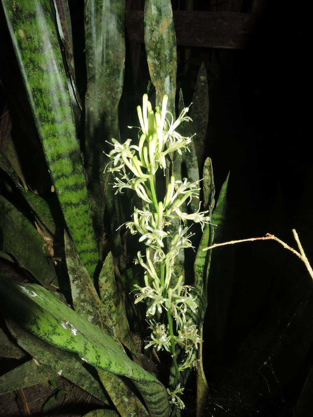 Image of bow string hemp