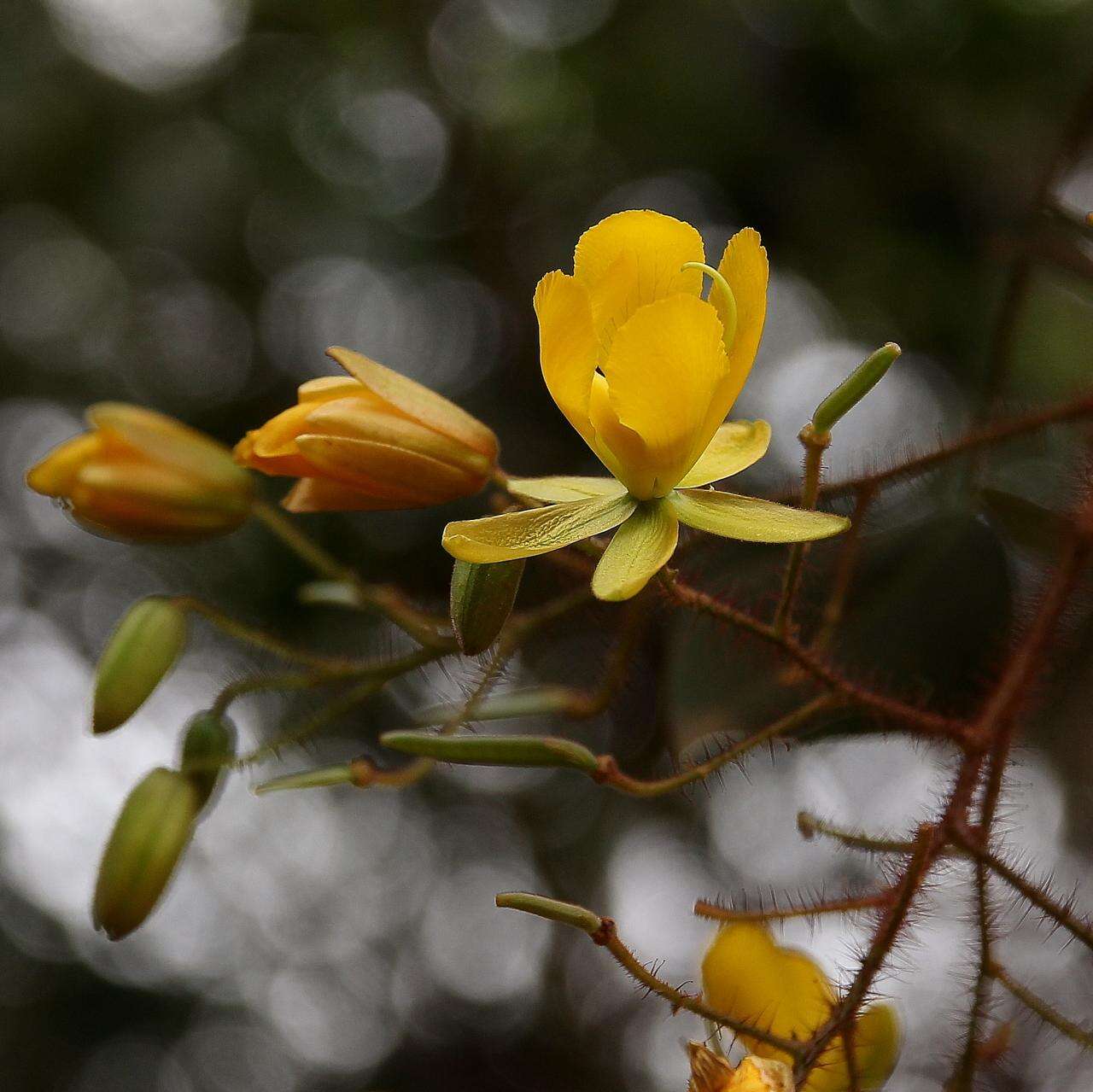 Image de Chamaecrista setosa (Vogel) H. S. Irwin & Barneby