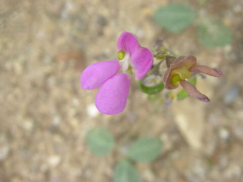 Image of Santa Rita Mountain bean