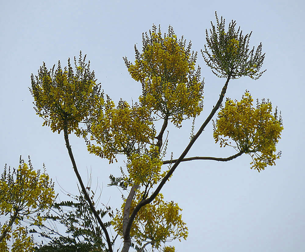 Image of Fabaceae
