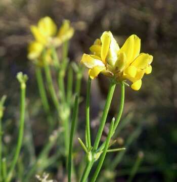 صورة Genista radiata (L.) Scop.