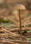 Image of Entoloma hebes (Romagn.) Trimbach 1981