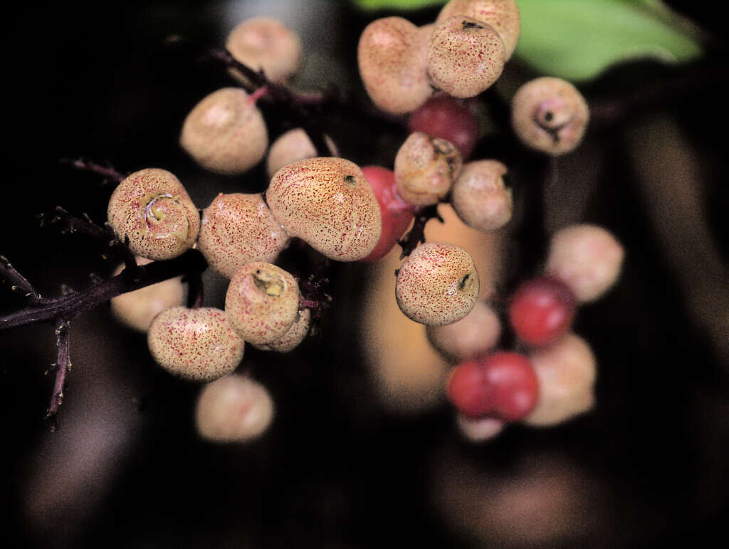 Image of feathery false lily of the valley