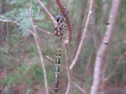 Image of Sentry Dragonfly