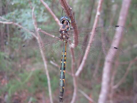 Image of Sentry Dragonfly