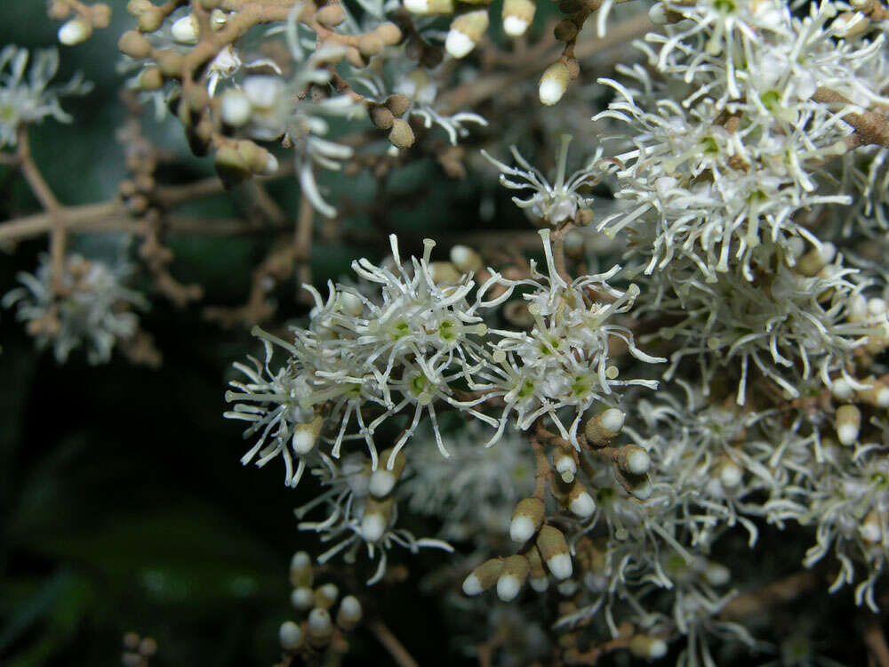 Слика од Miconia argentea (Sw.) DC.