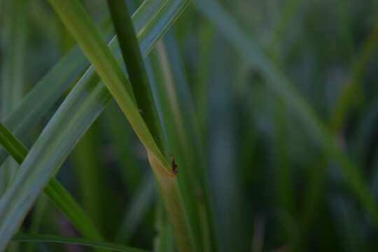 Image of Short-Bristle Horned Beak Sedge