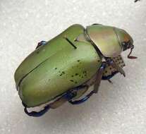 Image of Jewel scarab