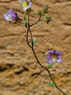 Image of dwarf snapdragon