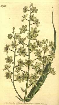 Image of Virginia Bunchflower