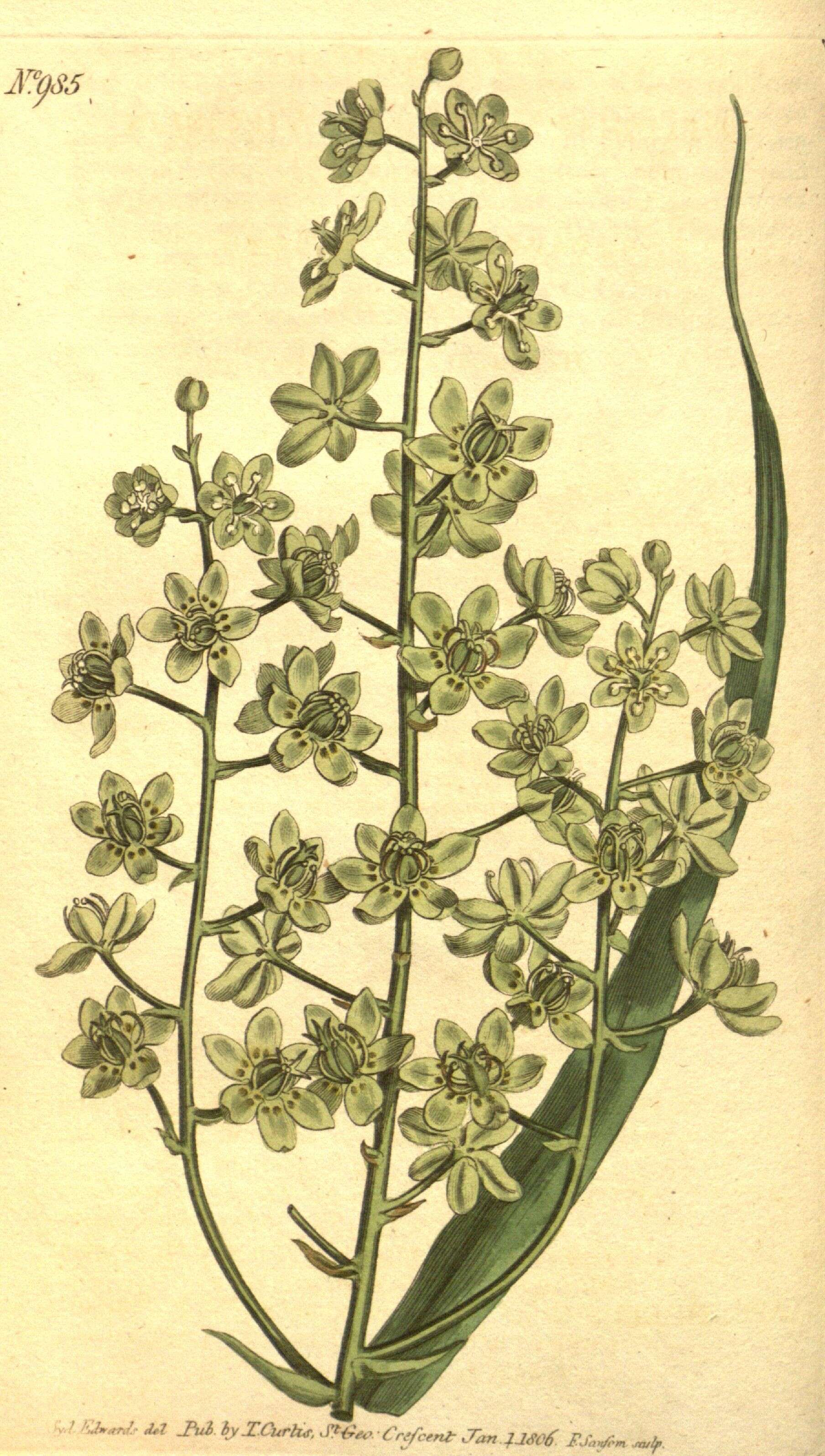 Sivun Veratrum virginicum (L.) W. T. Aiton kuva
