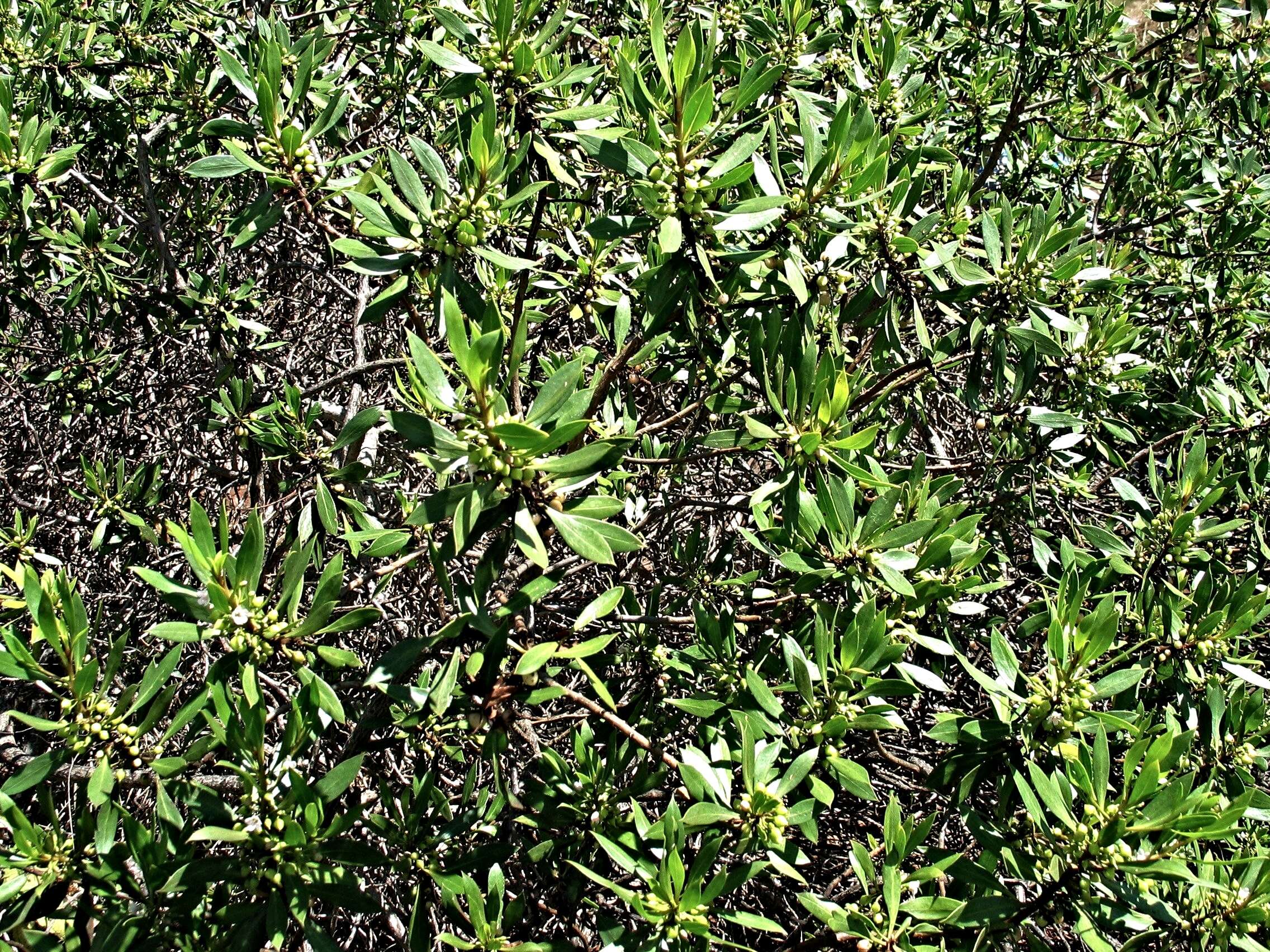 Image of <i>Myoporum sandwicense</i> A. Gray