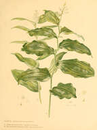 Image of mayflower