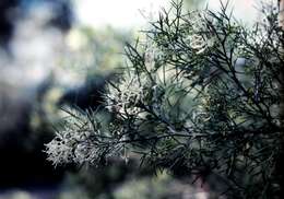 Image of Grevillea anethifolia R. Br.